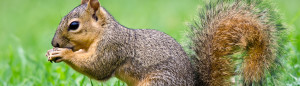 humane squirrel removal, damage to ensulation, squirrels in your attic